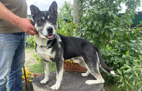 Mizso, male senior Mixed Breed for adoption at Animal Happyend, Animal Happyend