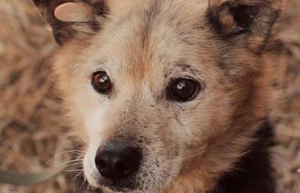 Mo-2, male 4yo Mixed Breed for adoption at Animal Happyend, Animal Happyend