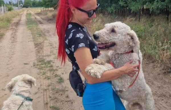 Morfeusz, male senior Komondor for adoption at Animal Happyend, Animal Happyend