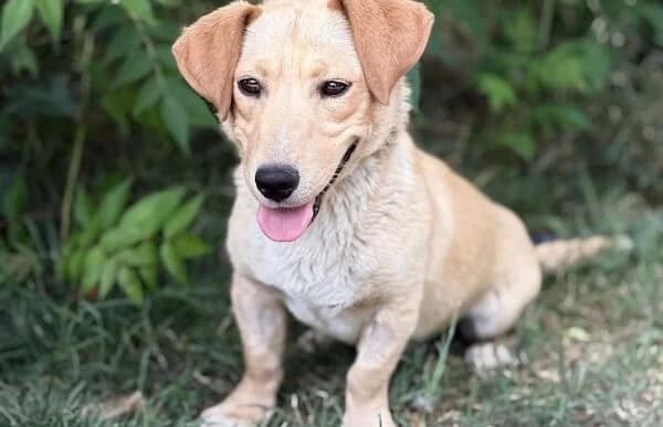 Nabil, male young Mixed Breed for adoption at Animal Happyend, Animal Happyend