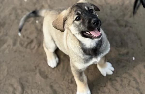 Nacho, male Mixed Breed for adoption at Animal Happyend