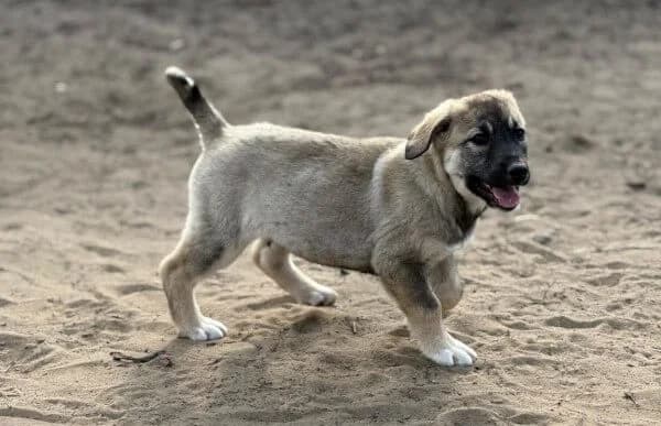 Nacho, male Mixed Breed for adoption at Animal Happyend, Animal Happyend photo 2