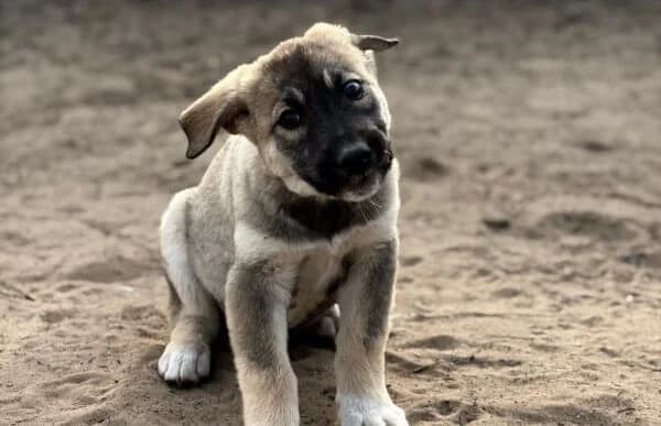 Nacho, male Mixed Breed for adoption at Animal Happyend, Animal Happyend photo 3