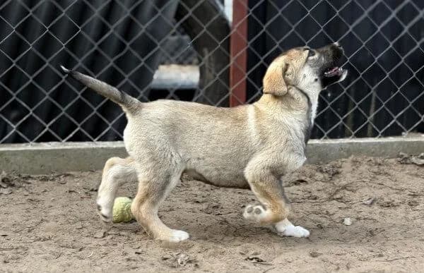 Nacho, male Mixed Breed for adoption at Animal Happyend, Animal Happyend photo 4