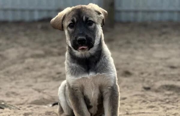 Nacho, male Mixed Breed for adoption at Animal Happyend, Animal Happyend photo 5
