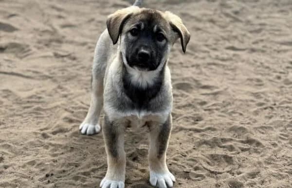 Nacho, male Mixed Breed for adoption at Animal Happyend, Animal Happyend photo 6