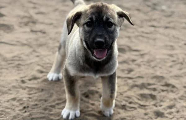 Nacho, male Mixed Breed for adoption at Animal Happyend, Animal Happyend photo 7