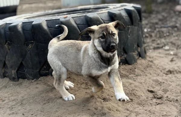 Nacho, male Mixed Breed for adoption at Animal Happyend, Animal Happyend photo 8