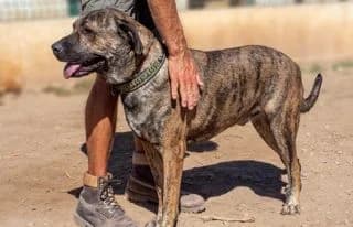 Nakoa, male 3yo Mixed Breed for adoption at Animal Happyend, Animal Happyend