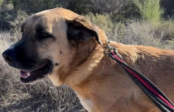 Nala-9, female 5yo Mixed Breed for adoption at Animal Happyend, Animal Happyend