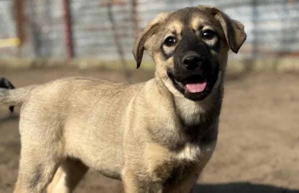 Nalani-2, female puppy Mixed Breed for adoption at Animal Happyend, Animal Happyend