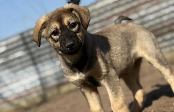 Nalani-2, female puppy Mixed Breed for adoption at Animal Happyend, Animal Happyend