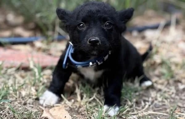 Namira, female puppy Mixed Breed for adoption at Animal Happyend, Animal Happyend