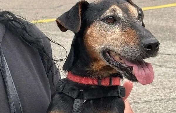 Nando-3, male senior mixed breed for adoption at Animal Happyend, Animal Happyend