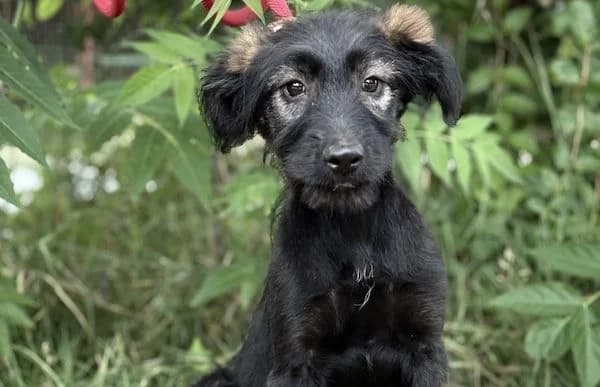 Nani-2, female puppy Mixed Breed for adoption at Animal Happyend, Animal Happyend