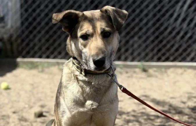 Nayeli-2, female senior Mixed Breed for adoption at Animal Happyend, Animal Happyend