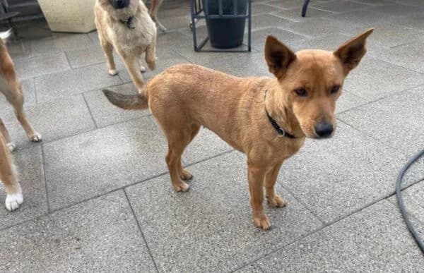 Nazyra, female 7yo Mixed Breed for adoption at Animal Happyend, Animal Happyend