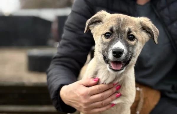 Neela-2, female Mixed Breed for adoption at Animal Happyend