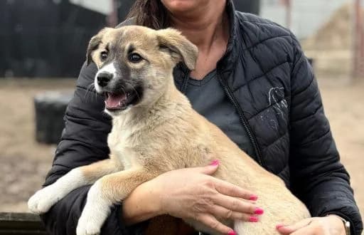 Neela-2, female Mixed Breed for adoption at Animal Happyend, Animal Happyend photo 2