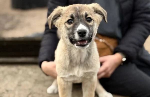 Neela-2, female Mixed Breed for adoption at Animal Happyend, Animal Happyend photo 4