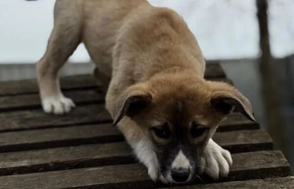 Neela-2, female Mixed Breed for adoption at Animal Happyend, Animal Happyend photo 5