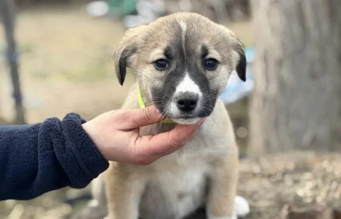 Neela-2, female Mixed Breed for adoption at Animal Happyend, Animal Happyend photo 6