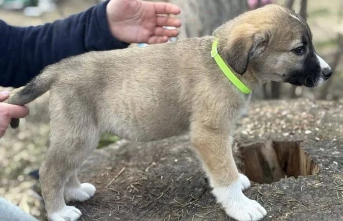 Neela-2, female Mixed Breed for adoption at Animal Happyend, Animal Happyend photo 7