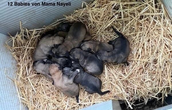 Neela-2, female Mixed Breed for adoption at Animal Happyend, Animal Happyend photo 8