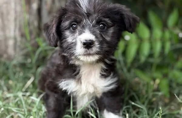 Neelix, male puppy Mixed Breed for adoption at Animal Happyend, Animal Happyend