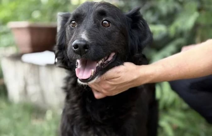 Nelda, female senior Mixed Breed for adoption at Animal Happyend, Animal Happyend