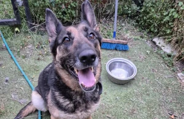 Nelli-4, female 7yo mixed breed for adoption at Animal Happyend, Animal Happyend