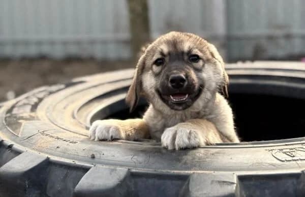 Nevin, Mixed Breed (Animal Happyend)