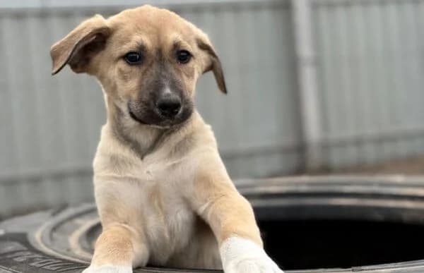 Nevio-2, male Mixed Breed for adoption at Animal Happyend