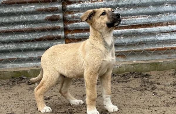 Nevio-2, male Mixed Breed for adoption at Animal Happyend, Animal Happyend photo 2
