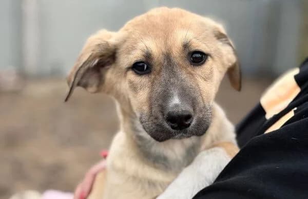 Nevio-2, male Mixed Breed for adoption at Animal Happyend, Animal Happyend photo 3