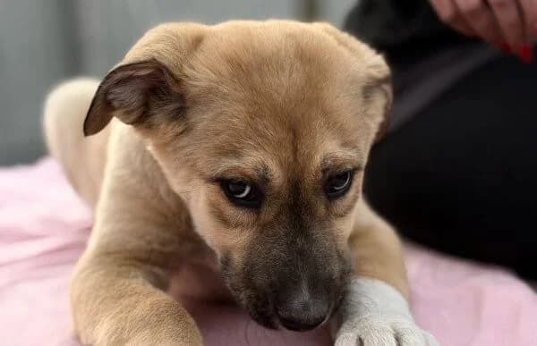 Nevio-2, male Mixed Breed for adoption at Animal Happyend, Animal Happyend photo 4