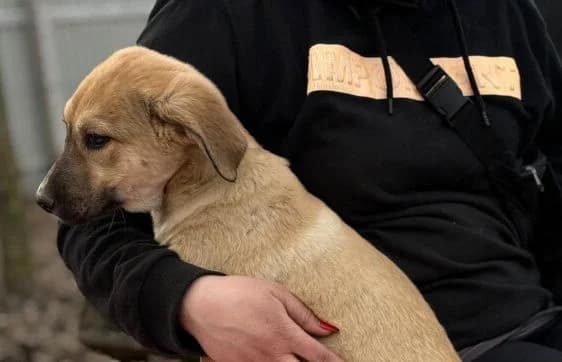 Nevio-2, male Mixed Breed for adoption at Animal Happyend, Animal Happyend photo 5