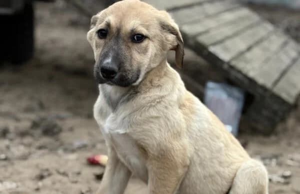 Nevio-2, male Mixed Breed for adoption at Animal Happyend, Animal Happyend photo 6