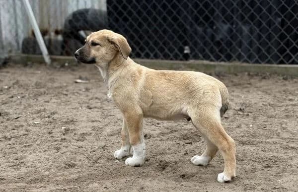 Nevio-2, male Mixed Breed for adoption at Animal Happyend, Animal Happyend photo 7