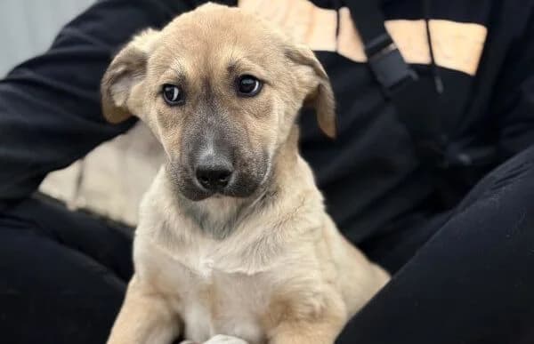 Nevio-2, male Mixed Breed for adoption at Animal Happyend, Animal Happyend photo 8