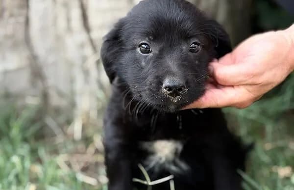 Niccolo, male puppy Mixed Breed for adoption at Animal Happyend, Animal Happyend