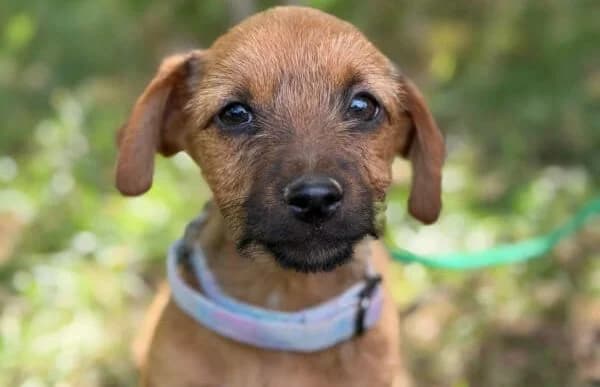 Nien, male puppy Mixed Breed for adoption at Animal Happyend, Animal Happyend
