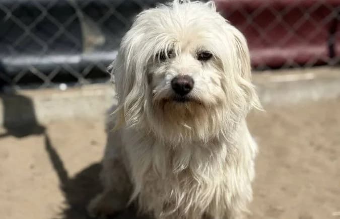 Nikander, male 4yo Mixed Breed for adoption at Animal Happyend, Animal Happyend