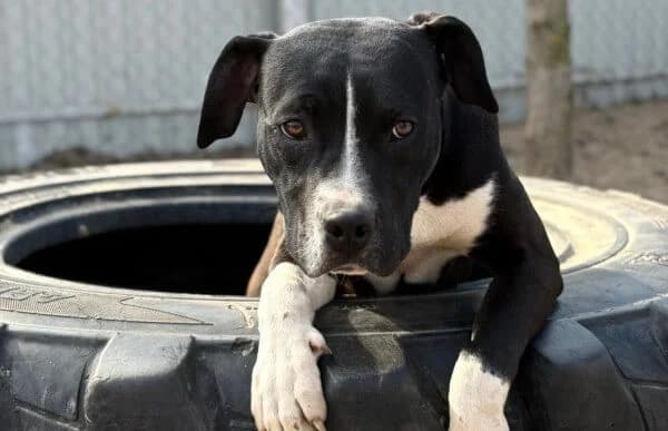 Nikita-2, female puppy mixed breed for adoption at Animal Happyend, Animal Happyend