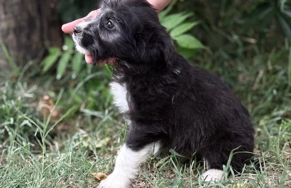 Niko-5, male puppy Mixed Breed for adoption at Animal Happyend, Animal Happyend