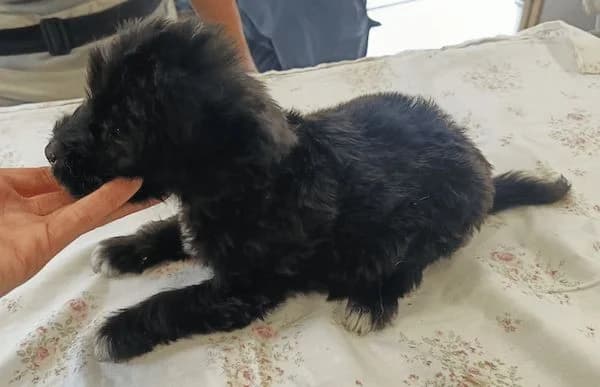 Nilas, Mixed Breed (Animal Happyend)