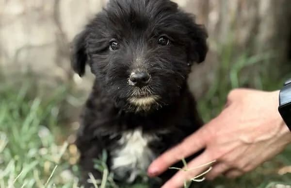 Nilas, male puppy Mixed Breed for adoption at Animal Happyend, Animal Happyend