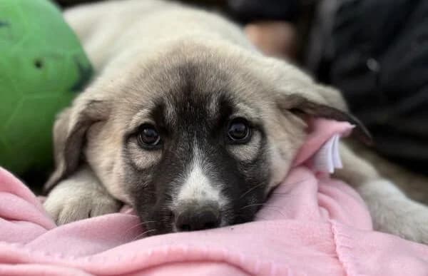 Nils-4, male puppy Mixed Breed for adoption at Animal Happyend, Animal Happyend