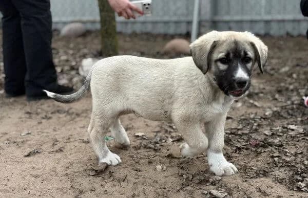 Nils-4, male Mixed Breed for adoption at Animal Happyend, Animal Happyend photo 2