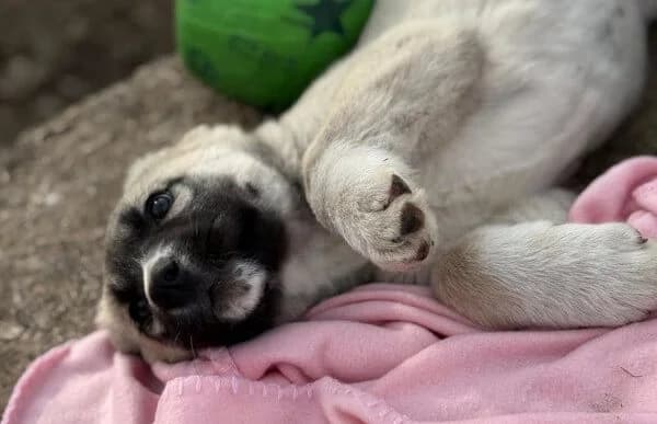 Nils-4, male Mixed Breed for adoption at Animal Happyend, Animal Happyend photo 3